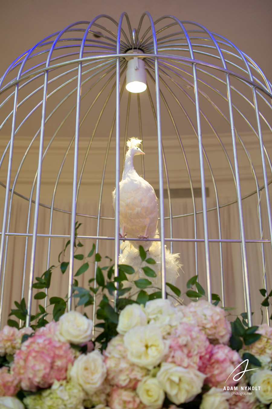 Debutante Ball for Helen Modesett, Caroline Gibson, Frances Lummis and Sarah Duncan